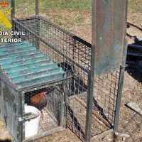Investigado por utilizar una jaula trampa en una finca extremeña