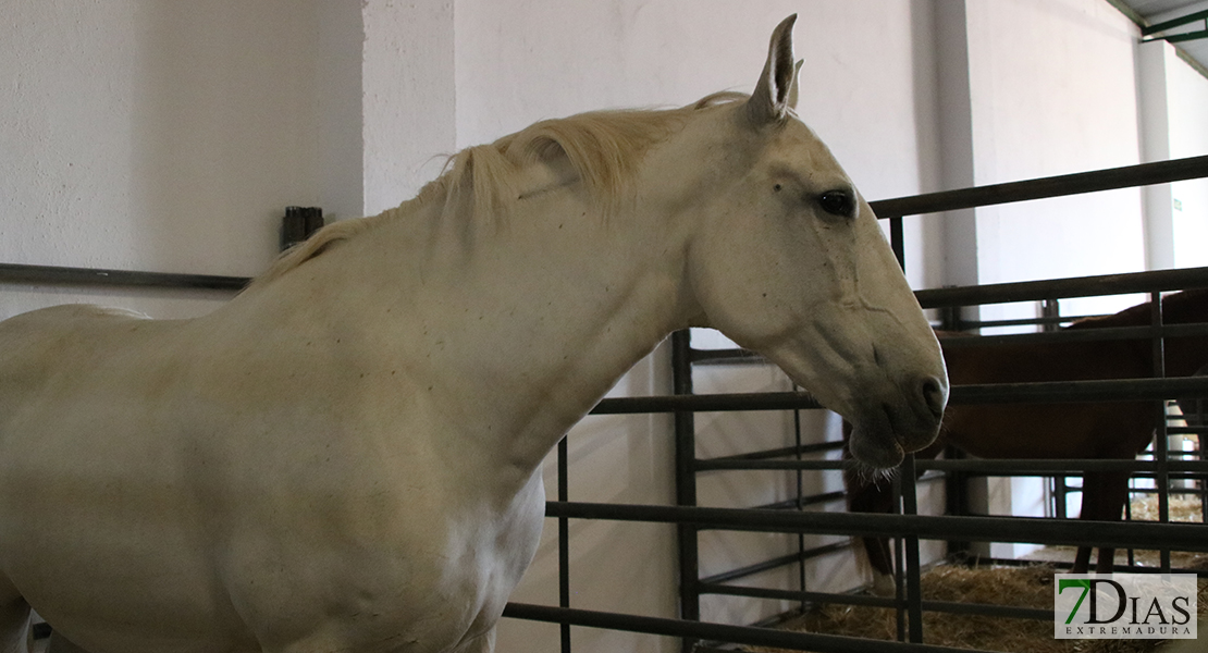 Alconchel celebra la 182 feria ganadera y el 25º aniversario de Femual