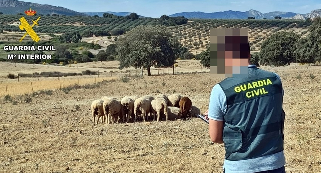 Investigado por el robo de 50 ovejas en Extremadura