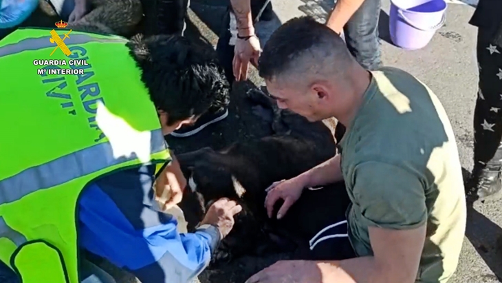 Investigados por causar la muerte a dos perros al abandonarlos en el maletero de un coche