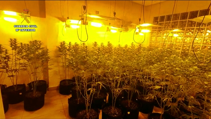 Desarticulada una organización criminal dedicada al cultivo de marihuana indoor