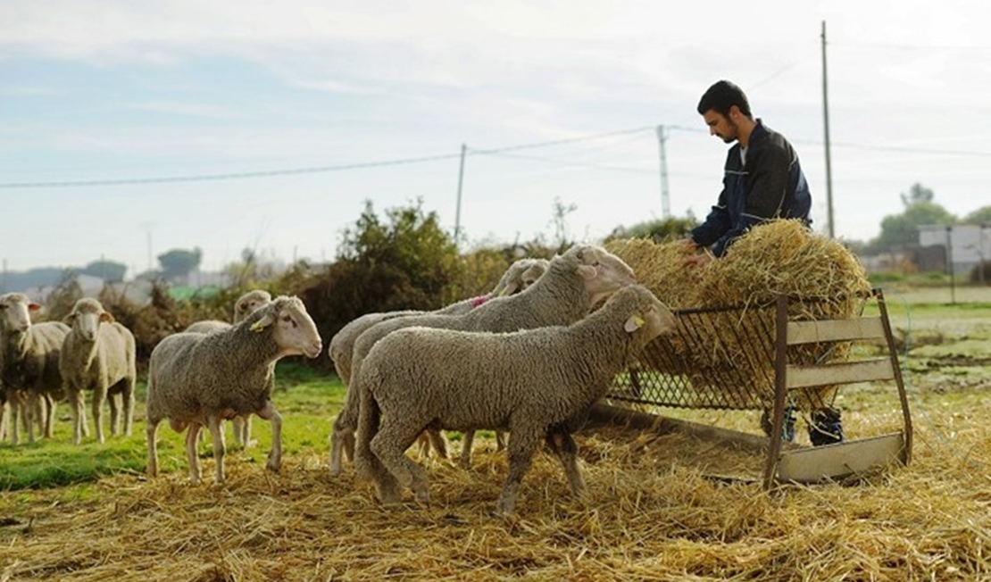 Solicitan la alimentación para el ganado ecológico por la sequía en Extremadura