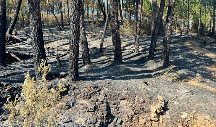 Incendio Gata y Las Hurdes: las primeras estimaciones indican 10.863 hectáreas quemadas