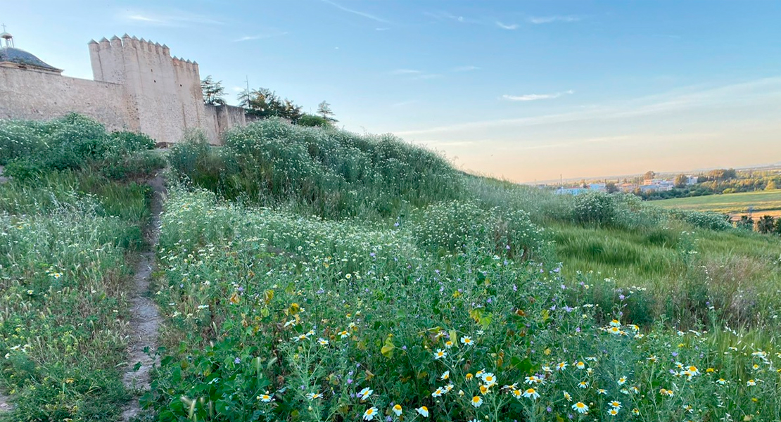 Comienza el desbroce de las laderas de La Alcazaba de Badajoz