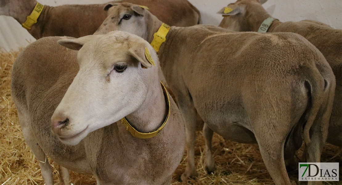 Alconchel celebra la 182 feria ganadera y el 25º aniversario de Femual