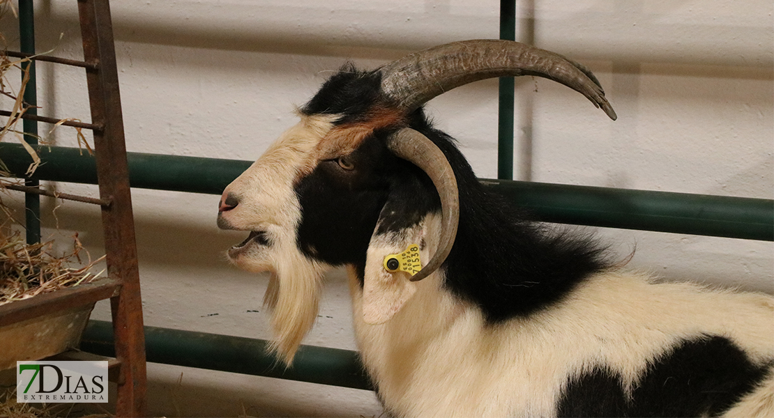 Alconchel celebra la 182 feria ganadera y el 25º aniversario de Femual