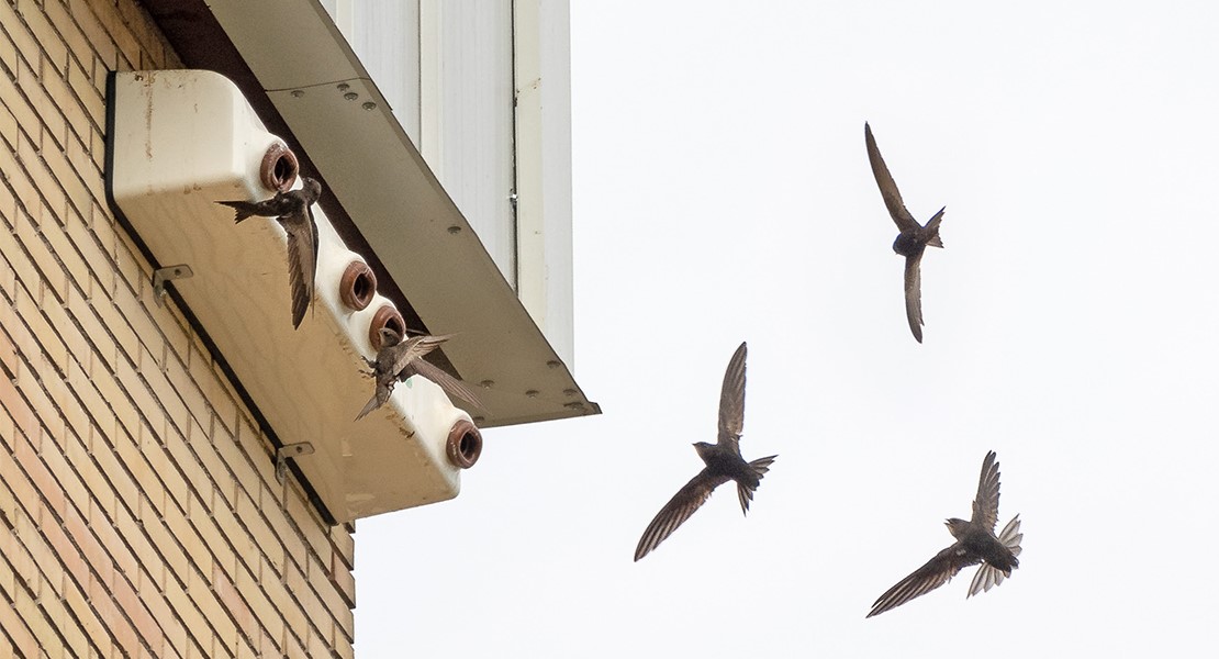 Alertan de la importancia de proteger a las aves en edificios urbanos