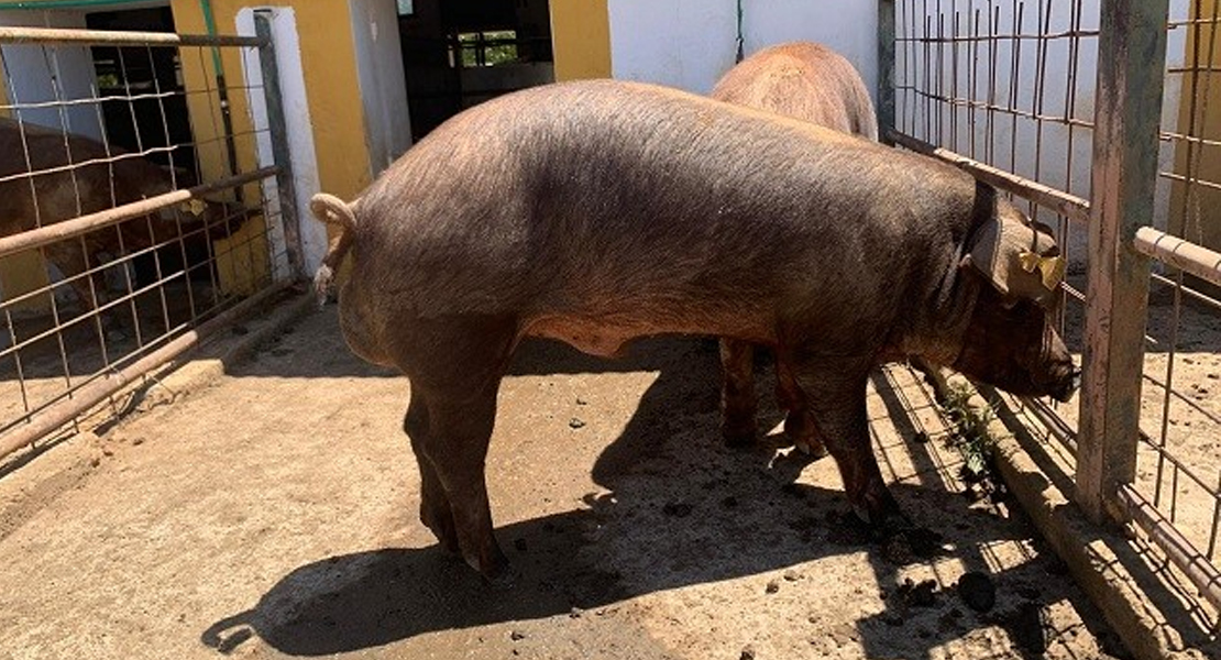 Subasta de ganado porcino en Badajoz con precios de salida de 650 €