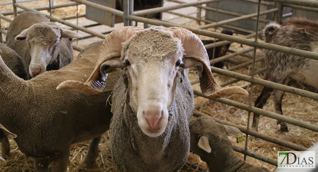 Alconchel celebra la 182 feria ganadera y el 25º aniversario de Femual