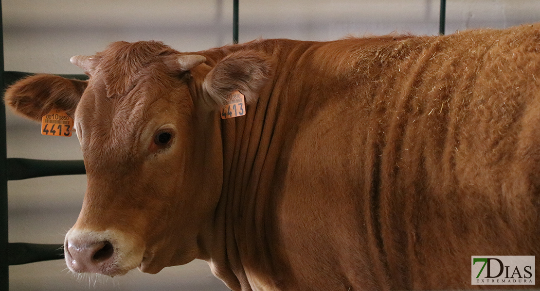 Alconchel celebra la 182 feria ganadera y el 25º aniversario de Femual