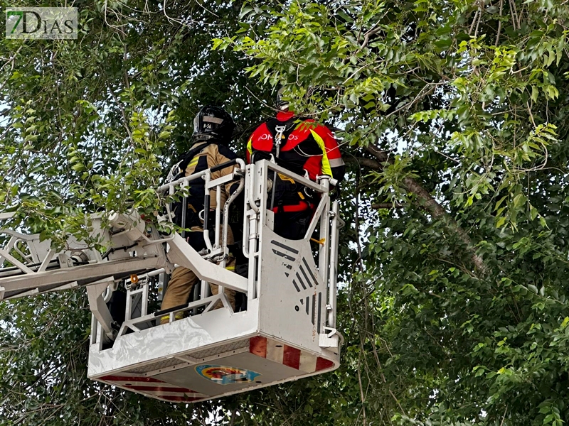 Los bomberos acudieron a varias llamadas por el fuerte viento en Badajoz