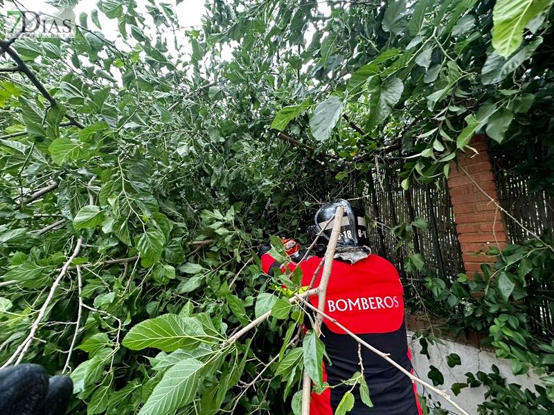 Los bomberos acudieron a varias llamadas por el fuerte viento en Badajoz