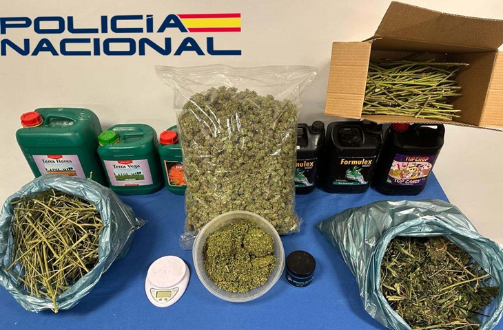 Intervienen una plantación de marihuana “indoor” en Mérida