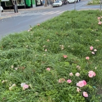 Cabezas: “Las malas hierbas devoran los rosales de Carolina Coronado”