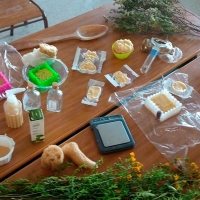 Un taller sobre el uso tradicional de plantas silvestres para cocina, cosmética e higiene