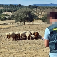 Investigado por el robo de 50 ovejas en Extremadura