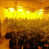 Desarticulada una organización criminal dedicada al cultivo de marihuana indoor