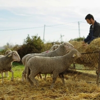 Solicitan la alimentación para el ganado ecológico por la sequía en Extremadura