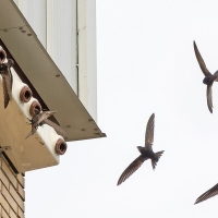 Alertan de la importancia de proteger a las aves en edificios urbanos