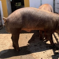 Subasta de ganado porcino en Badajoz con precios de salida de 650 €