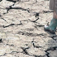 Asaja Extremadura considera “insuficientes” las ayudas aprobadas por el Gobierno