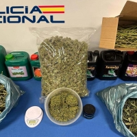 Intervienen una plantación de marihuana “indoor” en Mérida