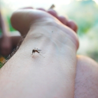 La Diputación ya trabaja para acabar con los mosquitos en las Vegas Altas