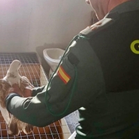 Detenidos por robar 15 palomas de raza valoradas en 7.000 euros en Cáceres