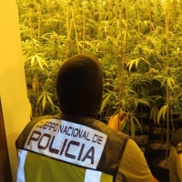 Desmantelan una plantación “indoor” en Las Vaguadas (BA)