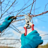 Curso de poda en verde e injerto de frutales y cítricos financiado por Europa en Extremadura