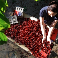 El Valle del Jerte solicitará la declaración de zona catastrófica