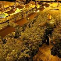Detienen a integrantes de un grupo delictivo por tráfico de marihuana en Extremadura