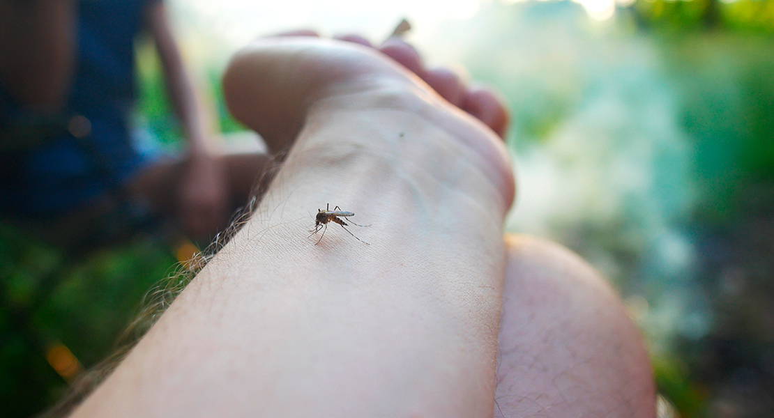 La Diputación ya trabaja para acabar con los mosquitos en las Vegas Altas