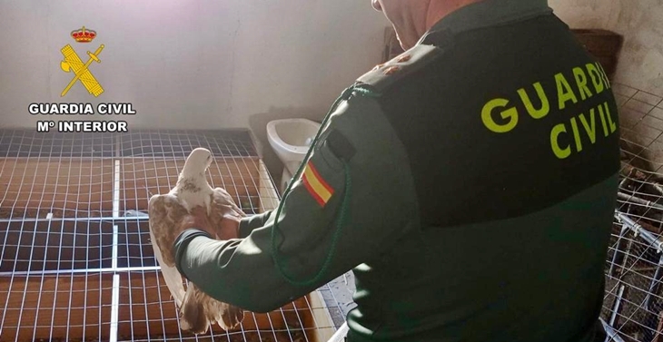 Detenidos por robar 15 palomas de raza valoradas en 7.000 euros en Cáceres