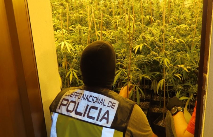 Desmantelan una plantación “indoor” en Las Vaguadas (BA)