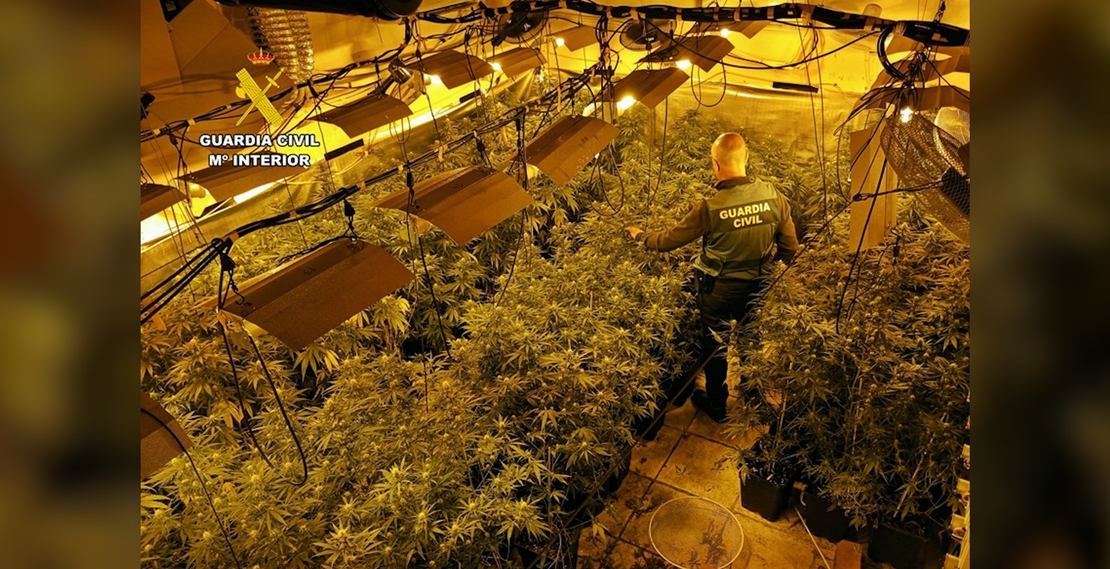 Detienen a integrantes de un grupo delictivo dedicado al cultivo y tráfico de marihuana en Extremadura