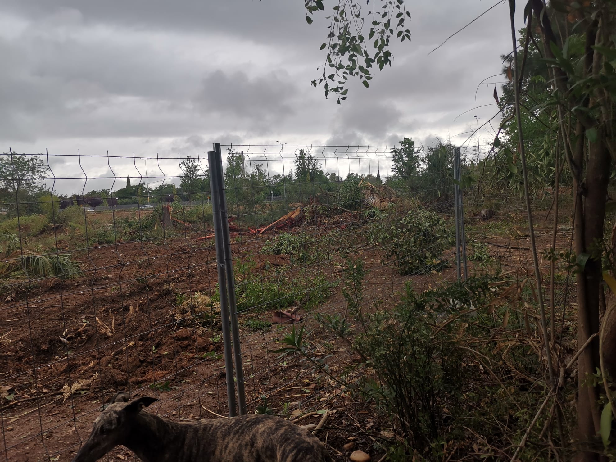 Las máquinas arrasan gran parte del Parque Ascensión de Badajoz