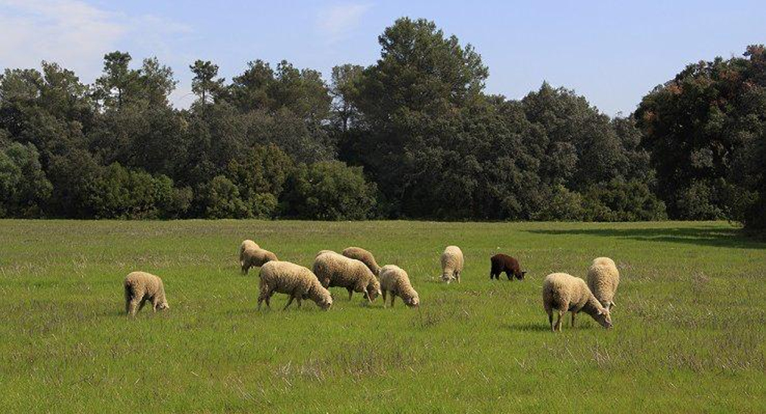 Amplían el plazo para realizar pastoreo como medida de prevención de incendios