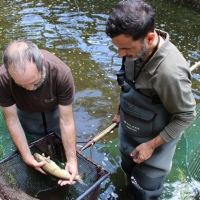 El centro de reproducción de truchas salvajes del Jerte naturaliza sus estanques