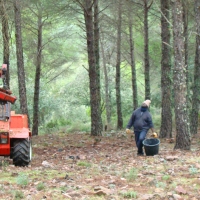 La Junta convoca las subvenciones destinadas a inversiones en tecnologías forestales