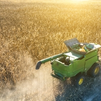 Extremadura bajará posiciones como región productora de maíz debido a la sequía
