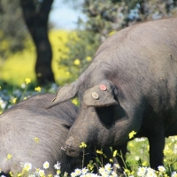 Ayudas extraordinarias para los sectores apícola, porcino y equino en Extremadura
