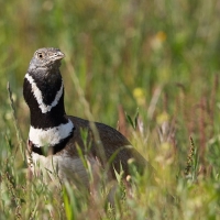 El seguimiento de avutardas y sisones en Extremadura confirma la mala temporada de cría