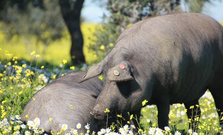 Ayudas extraordinarias para los sectores apícola, porcino y equino en Extremadura