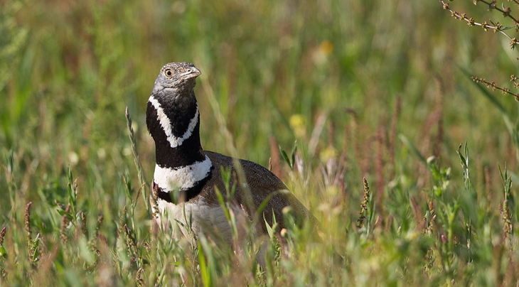 El seguimiento de avutardas y sisones en Extremadura confirma la mala temporada de cría