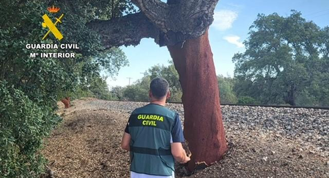 La Guardia Civil investiga a 6 hombres por el robo de corcho en Extremadura