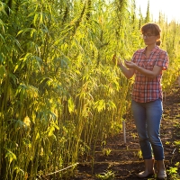 A consulta pública la norma de producción del cáñamo industrial en Extremadura