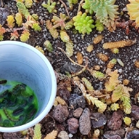 Soluciones naturales para incrementar la biodiversidad local en Solana de los Barros
