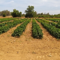 Cicytex recomienda ajustar las dosis de fertilización en el pimiento de industria