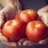 Disminuye la producción de tomate en Extremadura